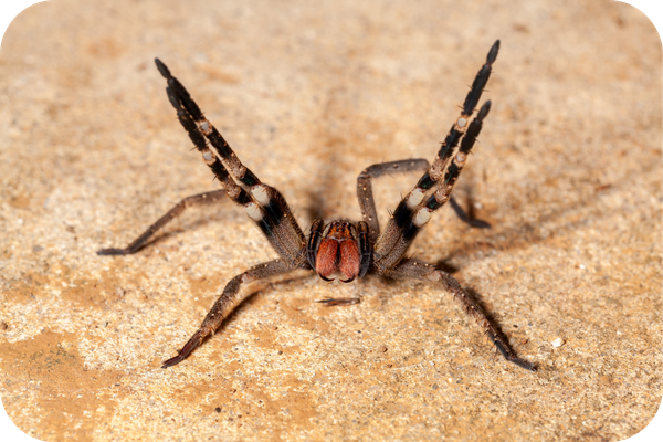 Escorpiões e Aranhas